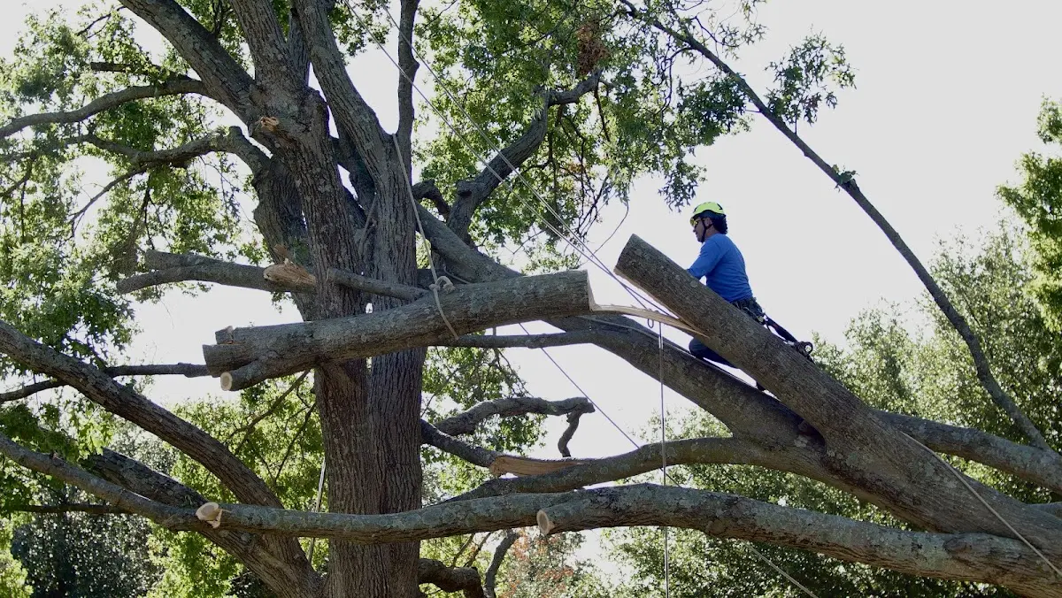 Professional Crown Thinning performed by certified arborists in Calder