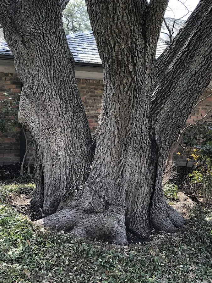 Mature heritage tree close to a Calder property cared for by certified arborists