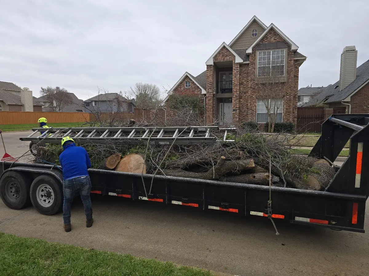 Expert Tree Removal with proper safety equipment in Calder